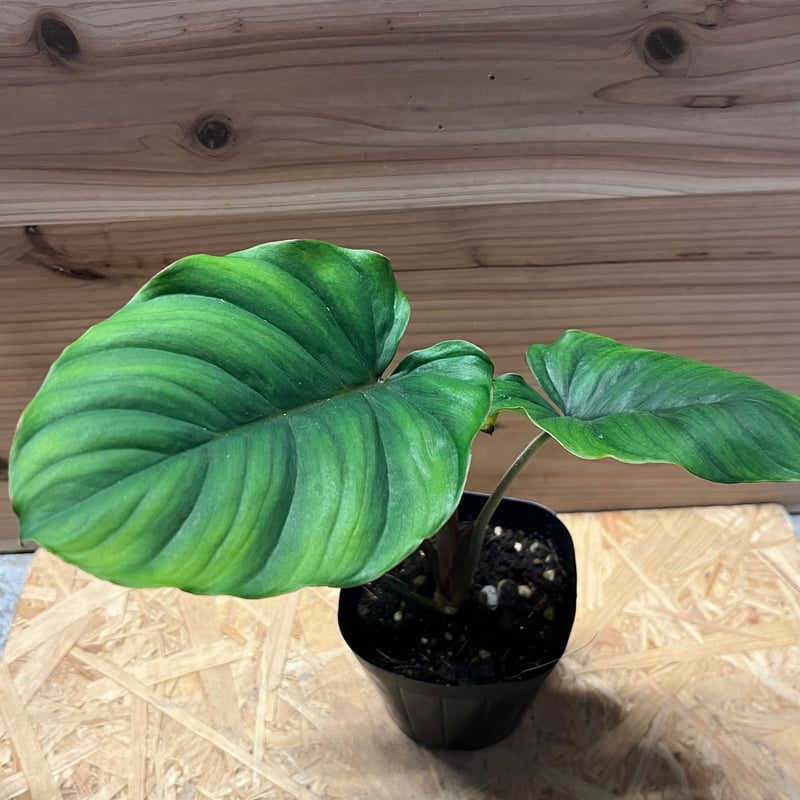 ホマロメナ sp.レッド | GREEN LUCK