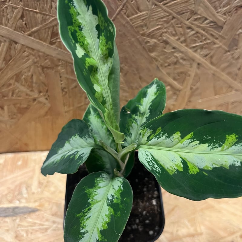 アグラオネマ　緑3色 Aglaonema pictum 緑3色 Padang (TB便) : aqu@raceae