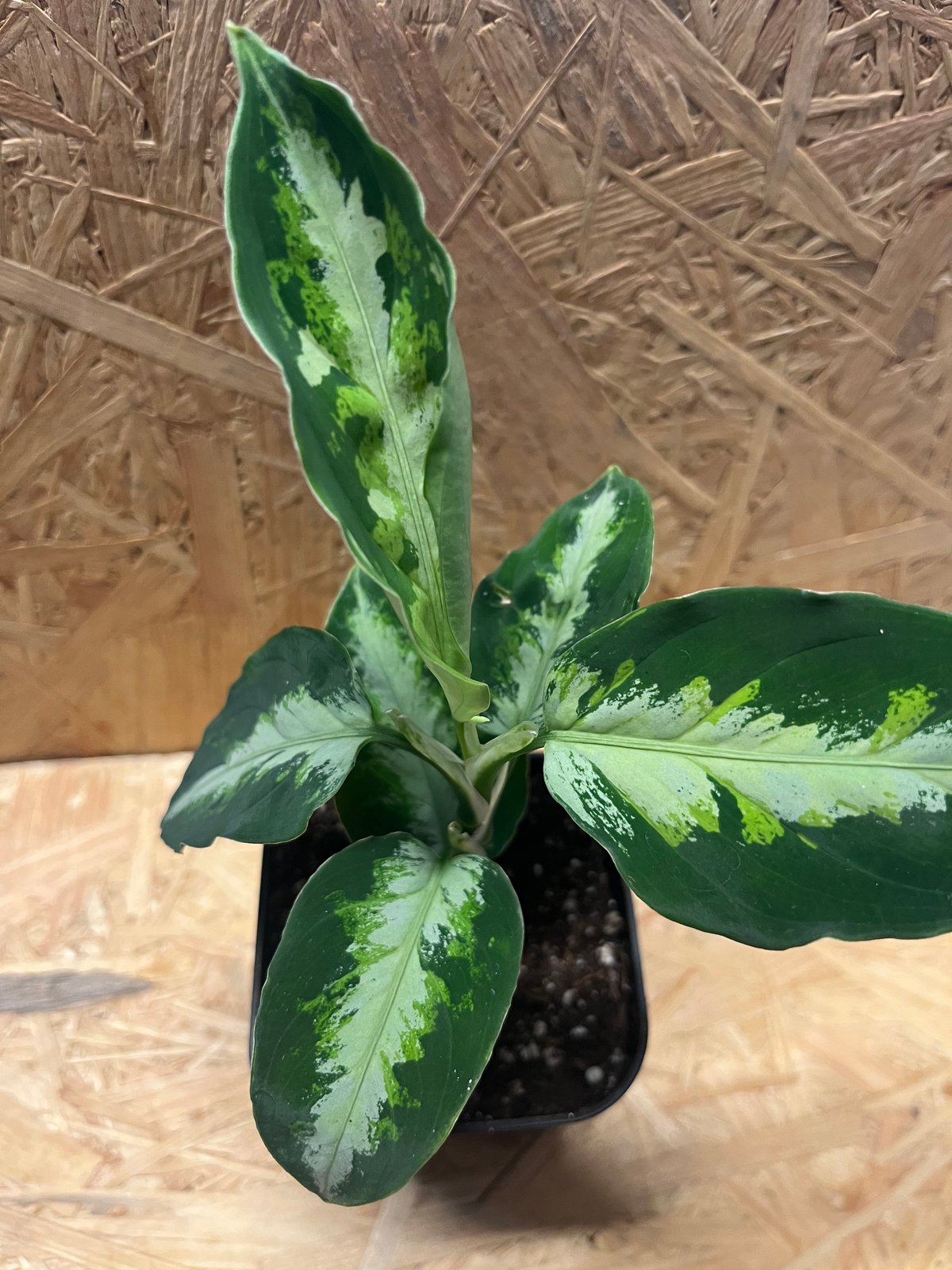 アグラオネマ ピクタム トリカラー | GREEN LUCK