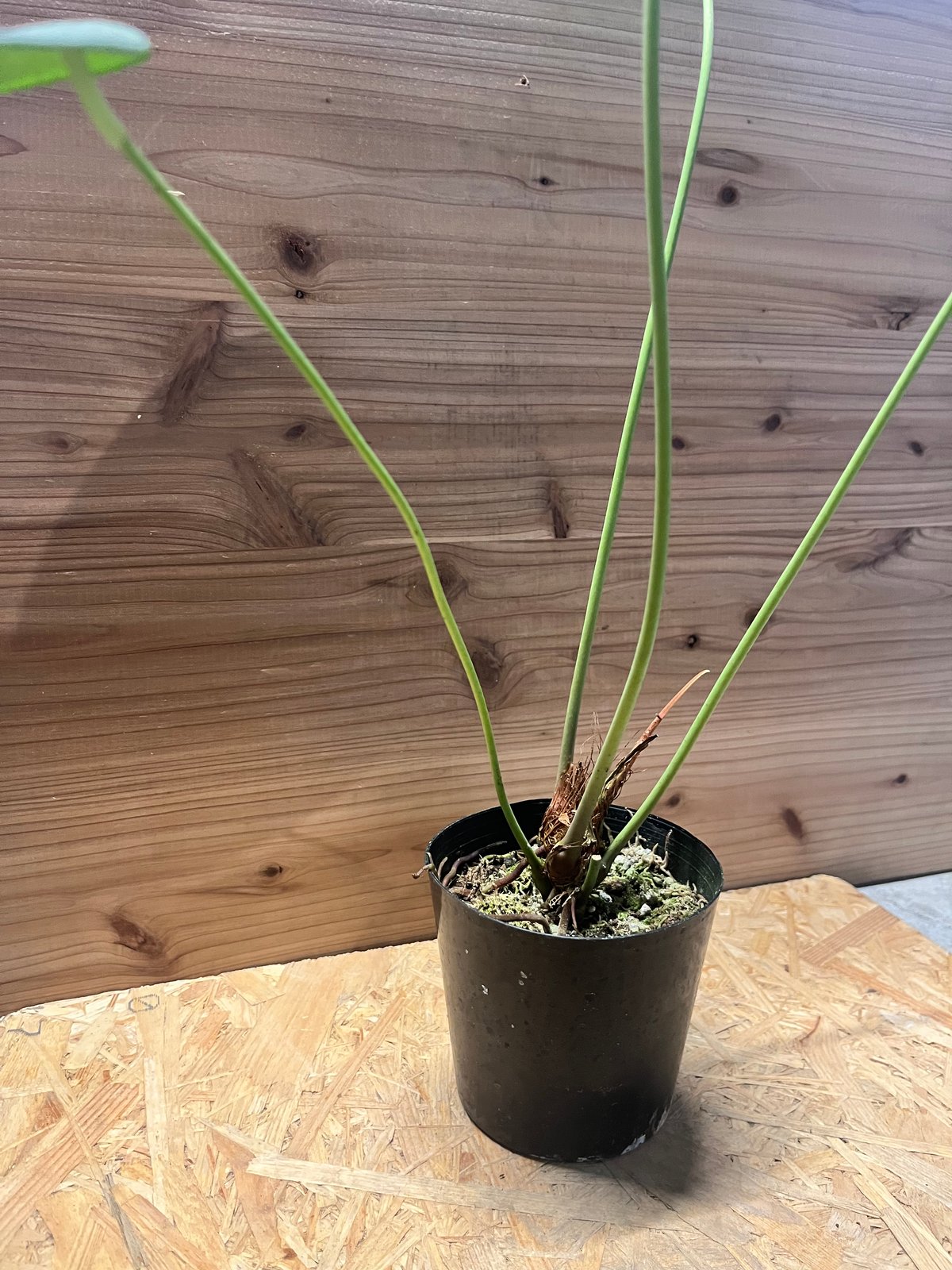 アンスリウム ペルティゲラム | GREEN LUCK