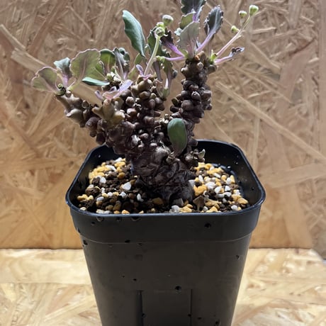 大株 特選 現地株 オトンナ ヘレー 大株 特選 現地株 オトンナ ヘレー