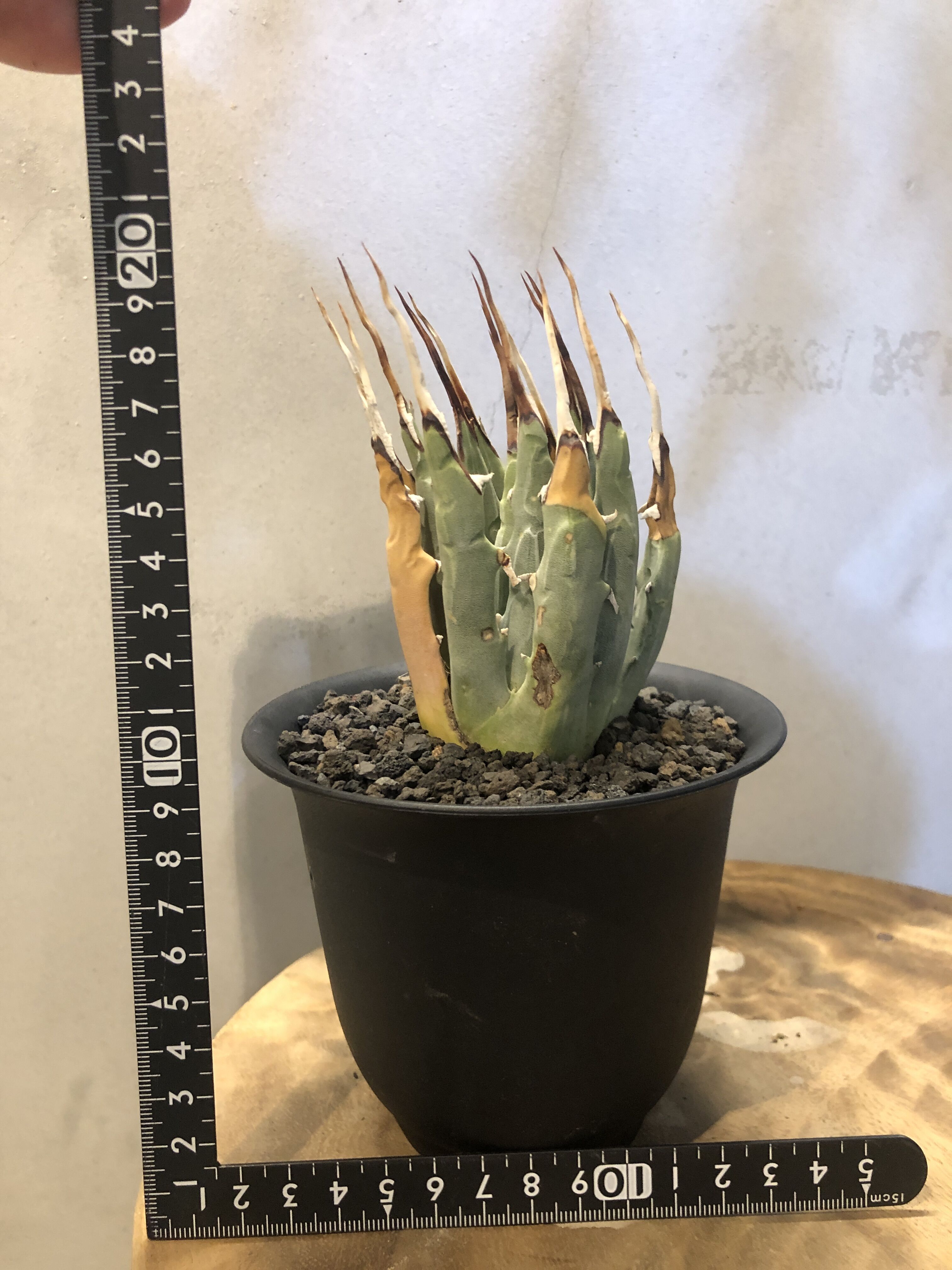 M*次様 Agave アガベ ユタエンシス エボリスピナ 陽炎 発根済み　タグ付 original