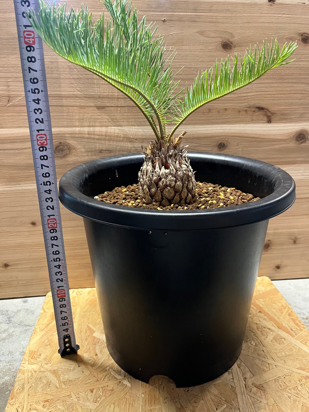 fit=scale-down,w=1200 fit=scale-down,w=1200