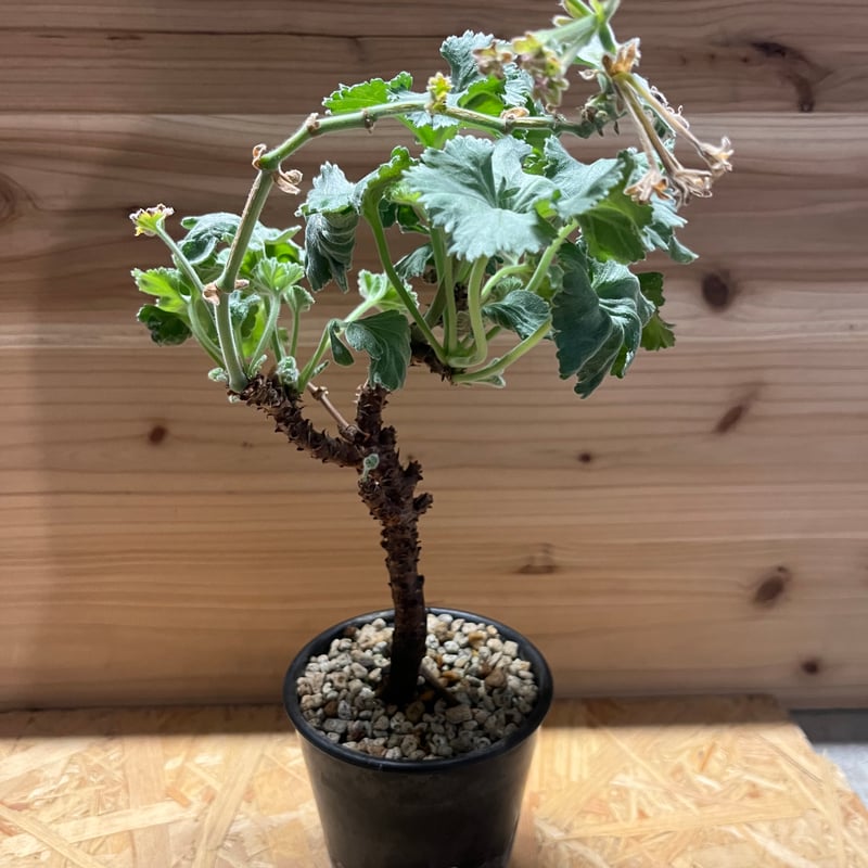 ペラルゴニウム ミラビレ　ベアルート　状態良好 K*A様 71013発根済み早い者勝ち！ ベアルート株 ペラルゴニウム