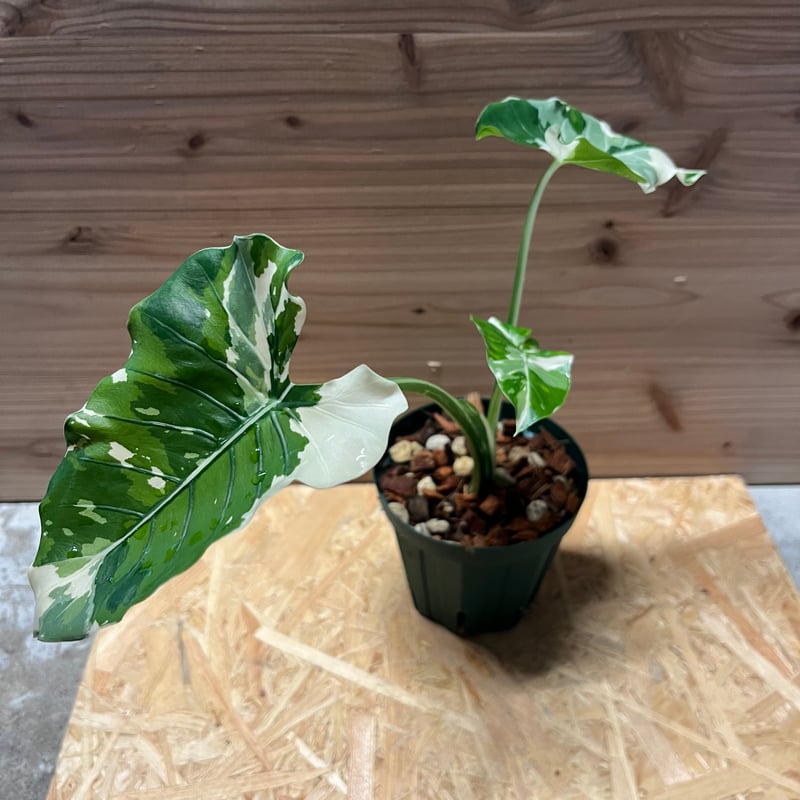 クワズイモ　斑入り　沖縄より発送 57cm フラワー・ガーデニング クワズイモ 斑入り 沖縄より発送