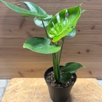 176 queremalense クエレマレンセ　アンスリウム アンスリウム クエレマレンセ | GREEN LUCK