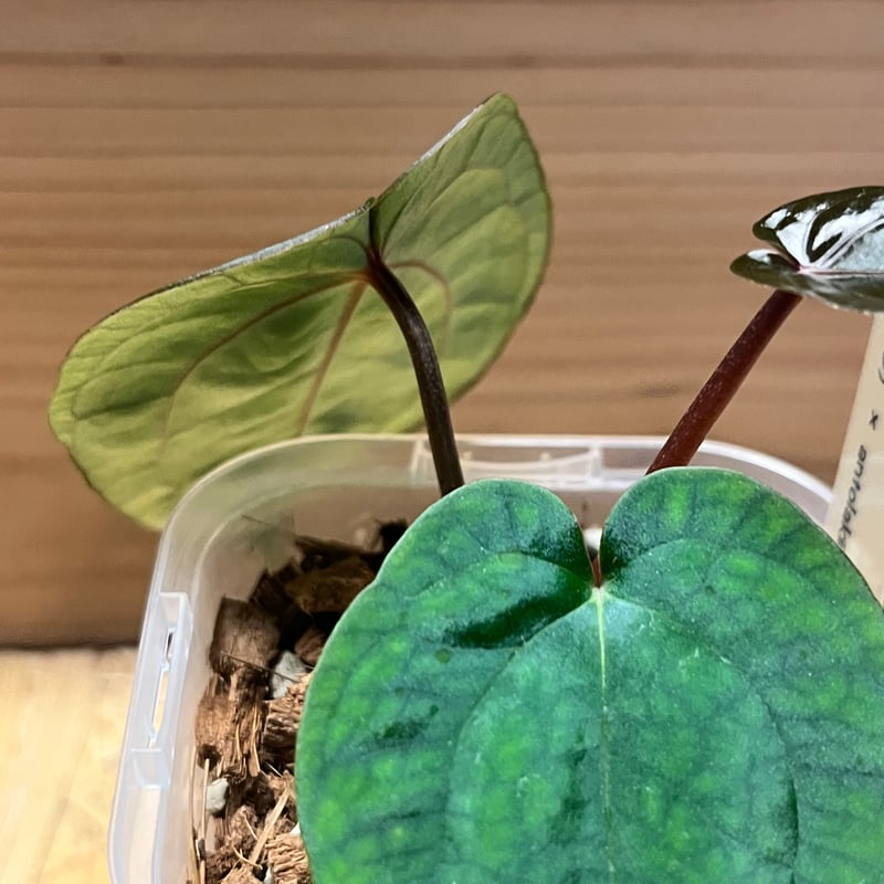 アンスリウム アンスリウム ザラ×ミシェル ×アントラキー 'ヤード' | GREEN LUCK