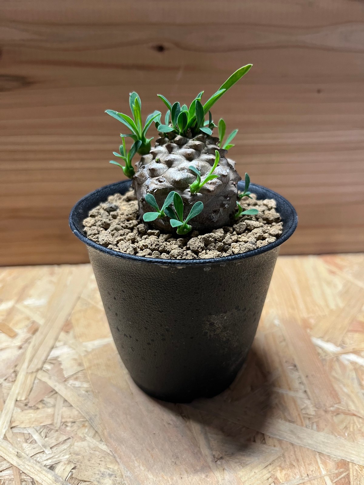 ユーフォルビア 峨眉山 | GREEN LUCK