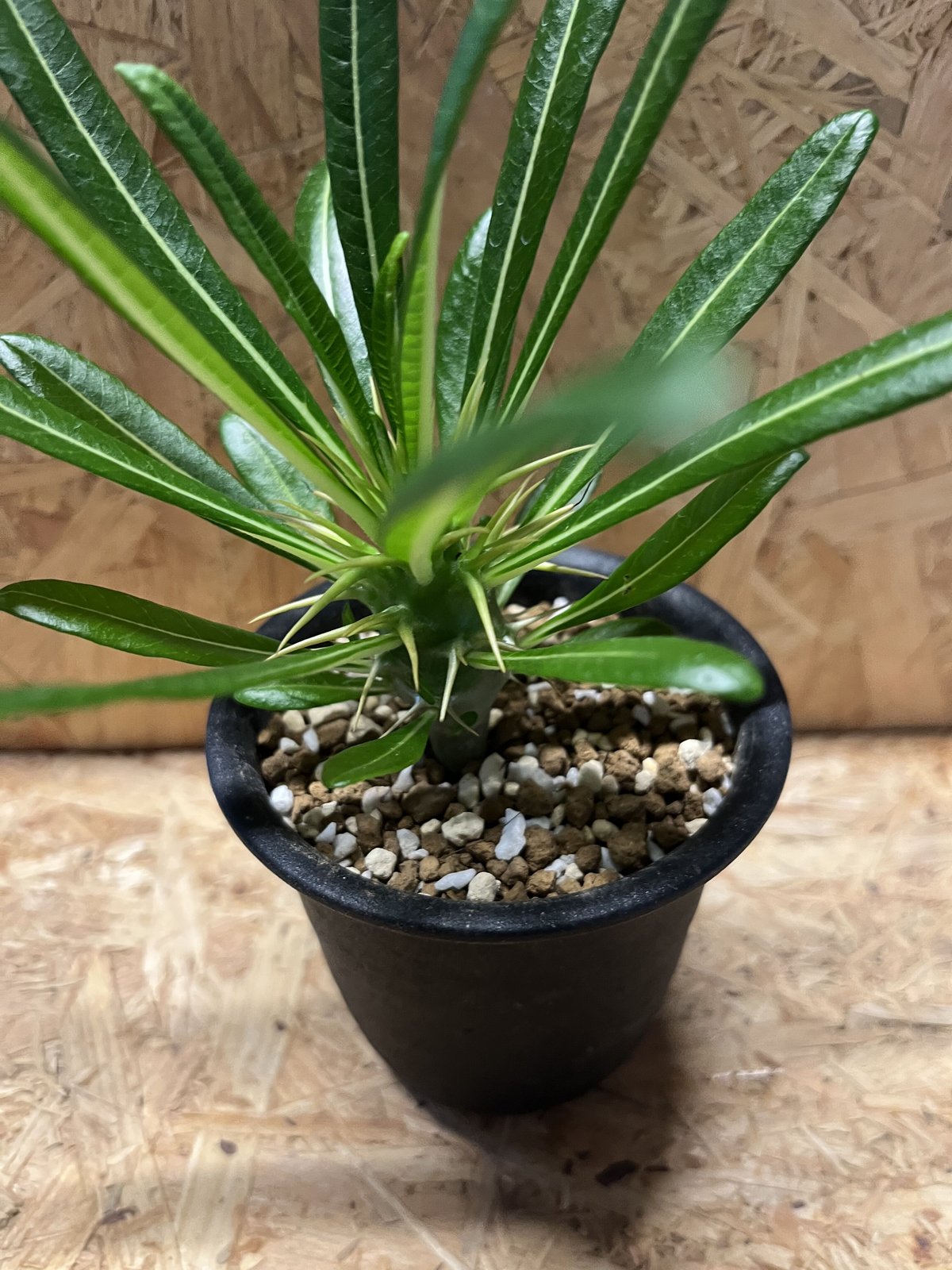 パキポディウム アンボンゲンセ | GREEN LUCK 