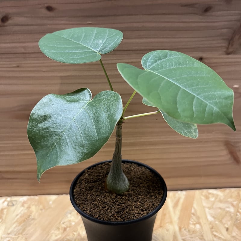 プセウドボンバックス エリプティクム | GREEN LUCK 