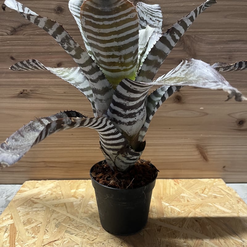 エクメア チャンティニー ブラックアイス | GREEN LUCK