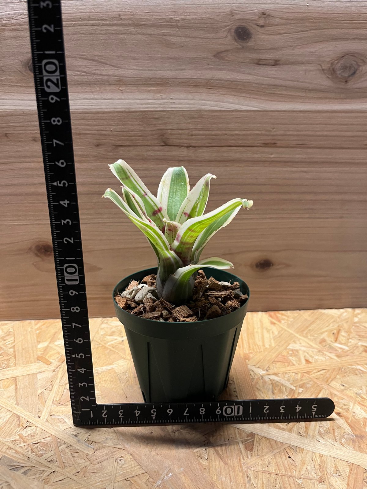 ネオレゲリア チュラ | GREEN LUCK