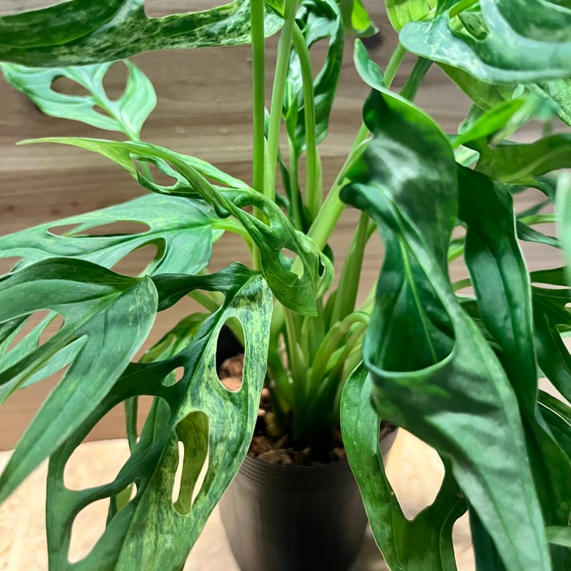 モンステラ レモンライム バリエガーター A モンステラ レモンライム バリエガーター A モンステラ レモンライム