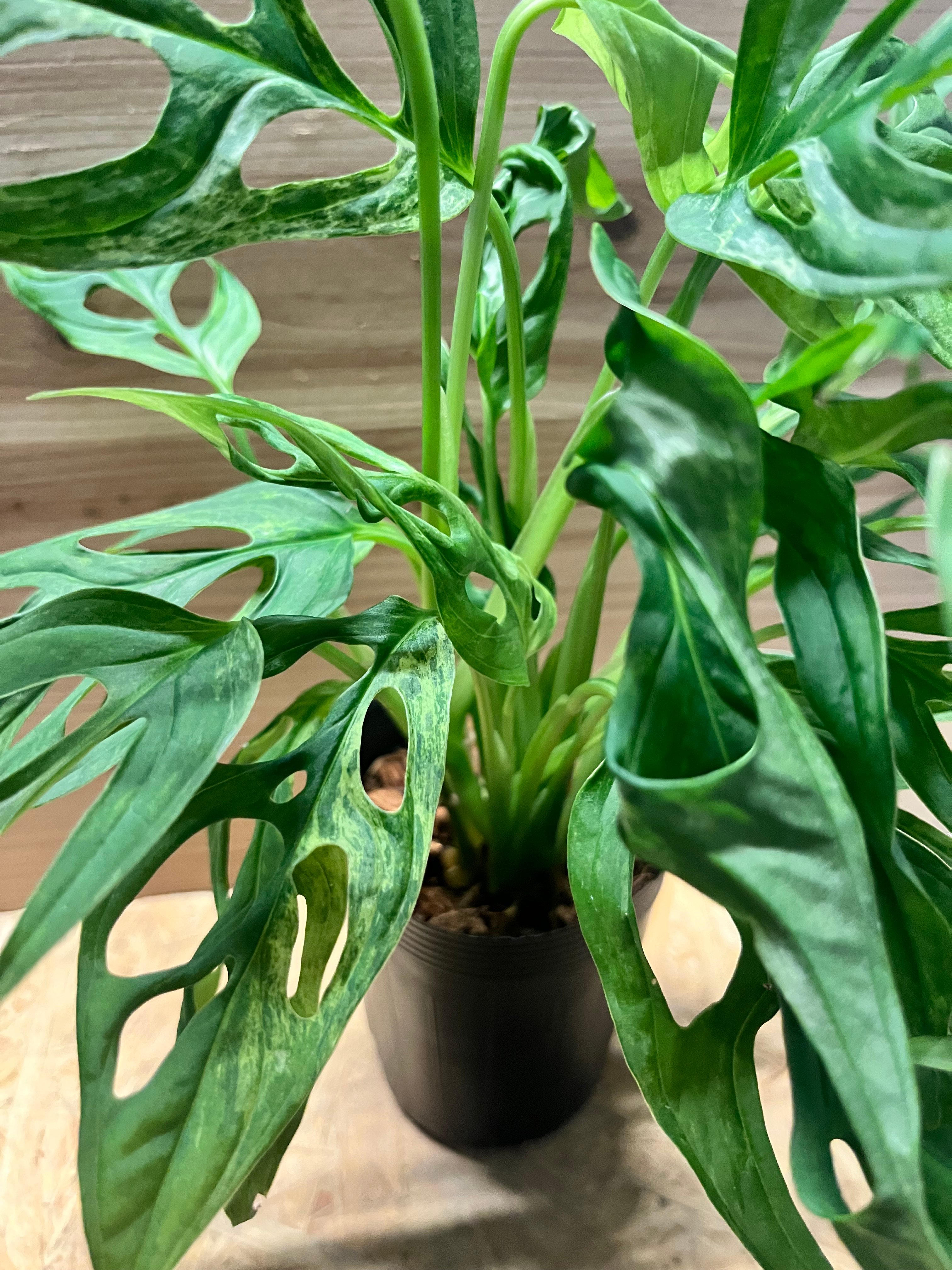 モンステラ アダンソニー ミント バリエガータ 観葉植物 希少 モンステラ アダンソニー ミントバリエガータ | GREEN LUCK