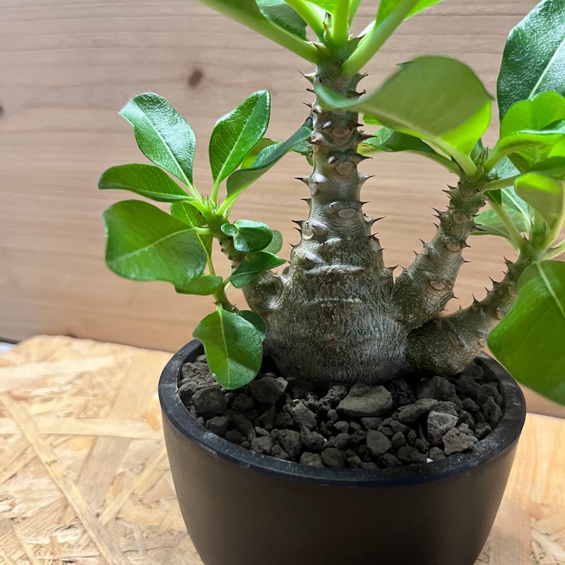 5/6特別価格　パキポディウム ウィンゾリー ① パキポディウム ウィンゾリー | GREEN LUCK