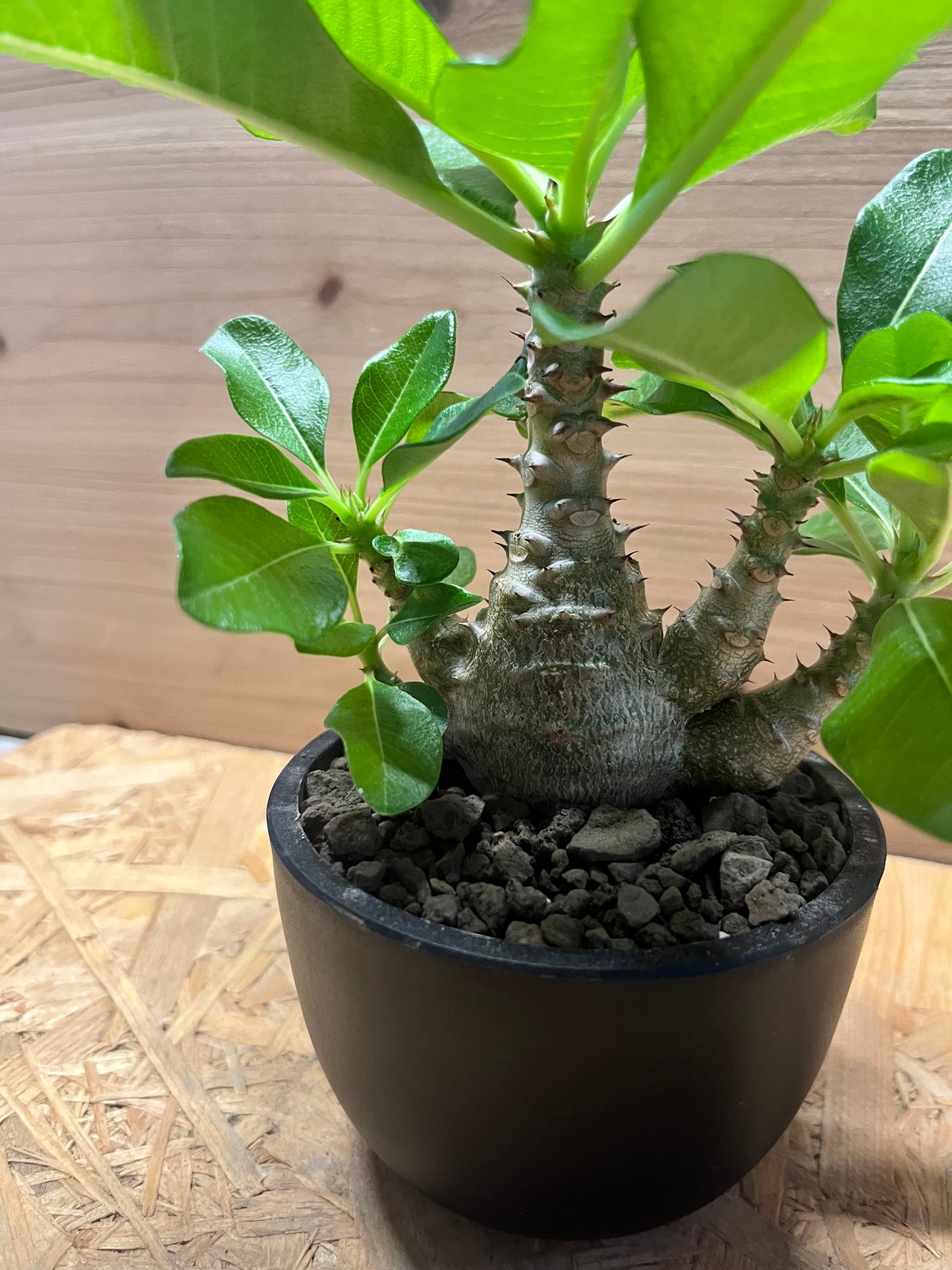 パキポディウム ウィンゾリー | GREEN LUCK