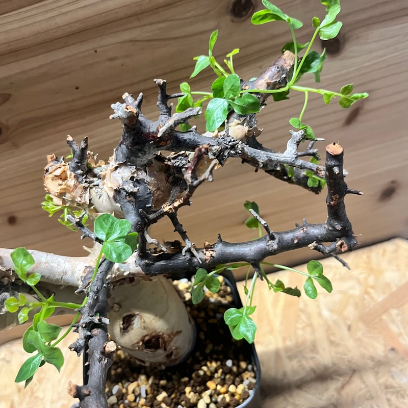 コミフォラ 極小ピュアカタフ ソマリア産 Commiphora kataf pure コミフォラ ピュアカタフ 発根済現地株 4