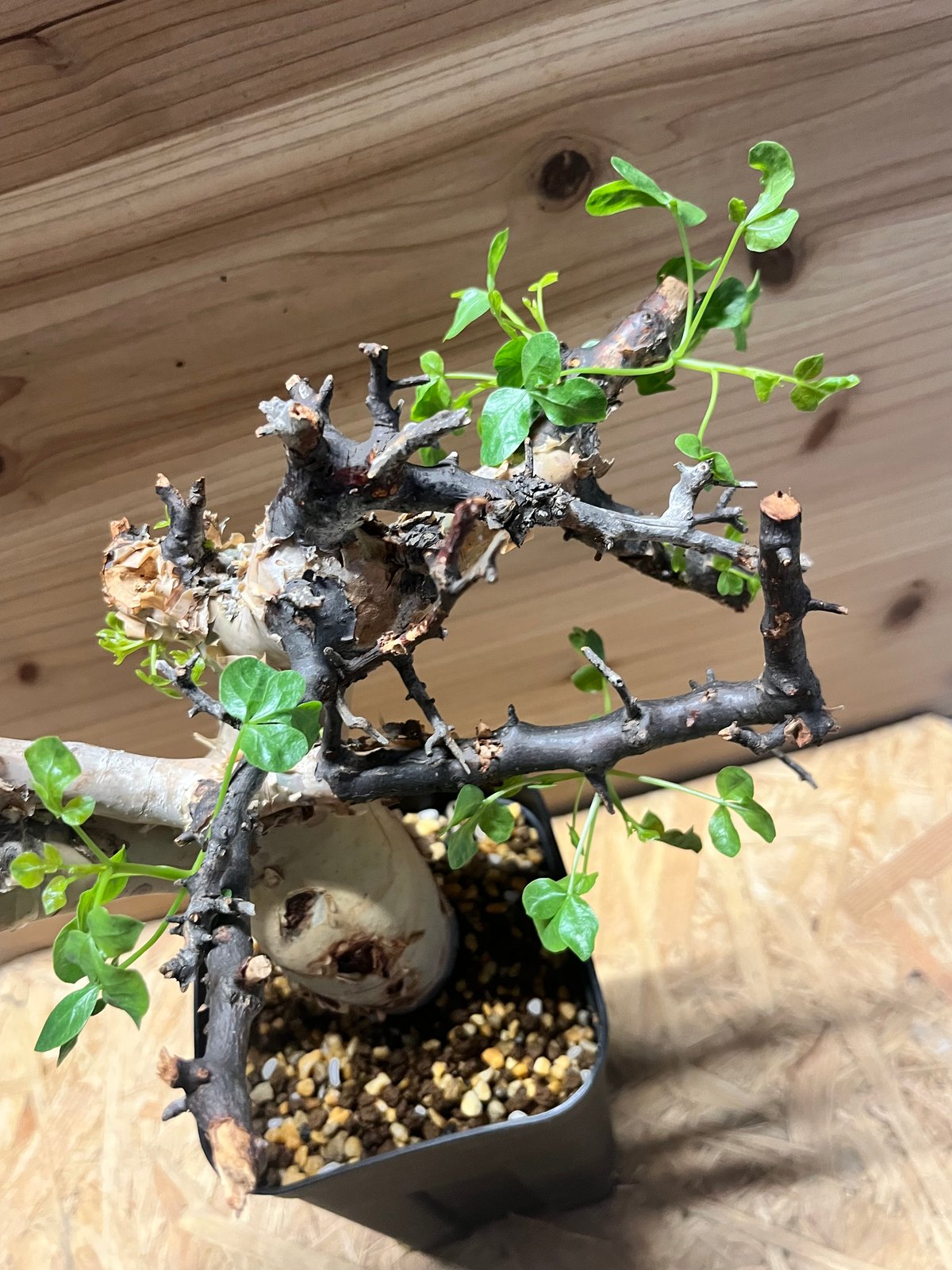 コミフォラ カタフ ピュア | GREEN LUCK