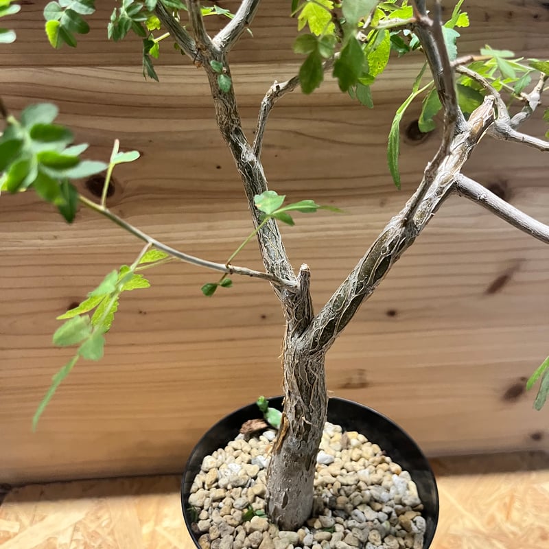 ブルセラ　ファガロイデス Bursera fagaroides (ブルセラ・ファガロイデス) メキシコ産の