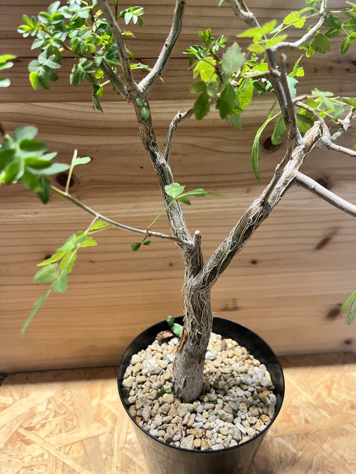 ブルセラ ファガロイデス | GREEN LUCK