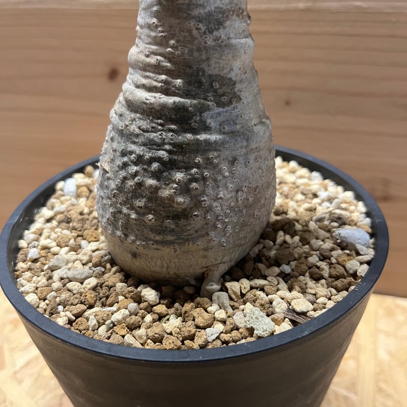 パキポディウム デカリー | GREEN LUCK