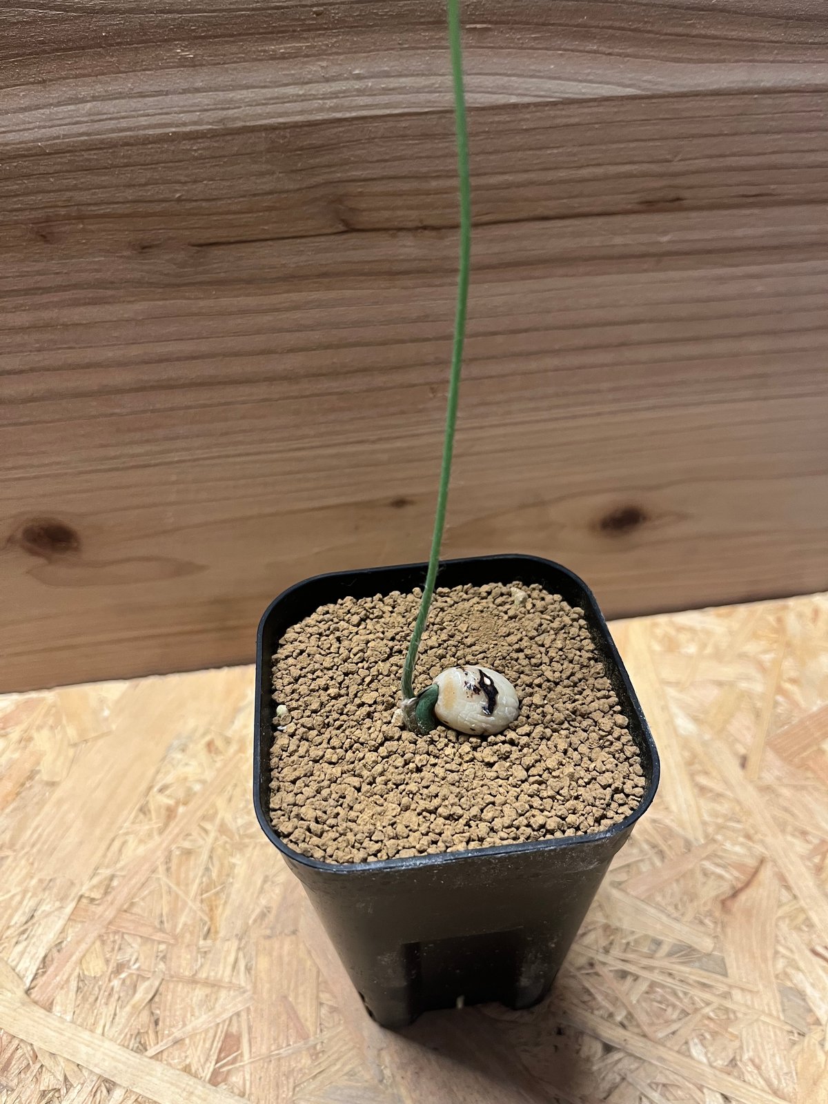 ディオーン エデュレ | GREEN LUCK