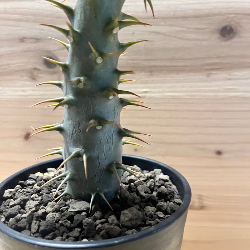 パキポディウム アンボンゲンセ | GREEN LUCK