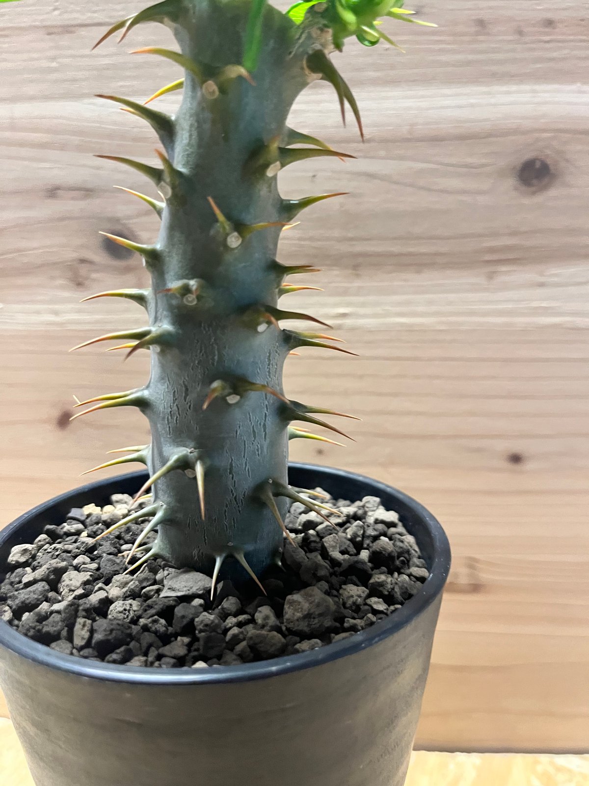 パキポディウム アンボンゲンセ | GREEN LUCK