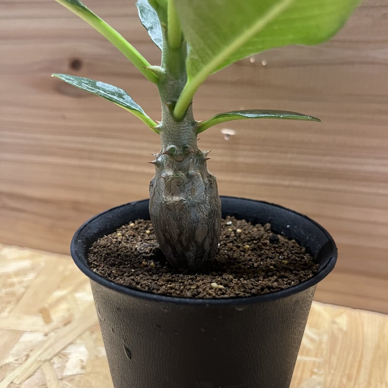 ウインゾリー　いいサイズです。 P・ウィンゾリー （実生） 52 – TaiShoDo ONLINE SHOP