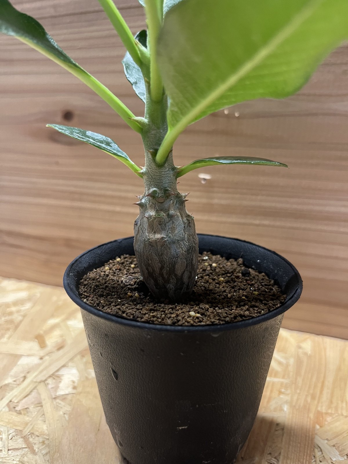 パキポディウム ウィンゾリー | GREEN LUCK