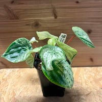 アンスリウム ポーティラエ NSE | GREEN LUCK