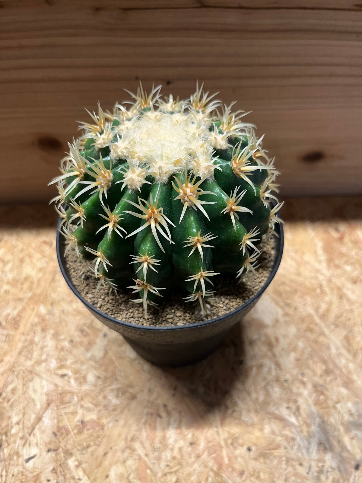 エキノカクタス　プラチナ短刺金鯱　鉢　サボテン エキノカクタス プラチナ短刺金鯱 鉢 サボテン サボテン：エキノ
