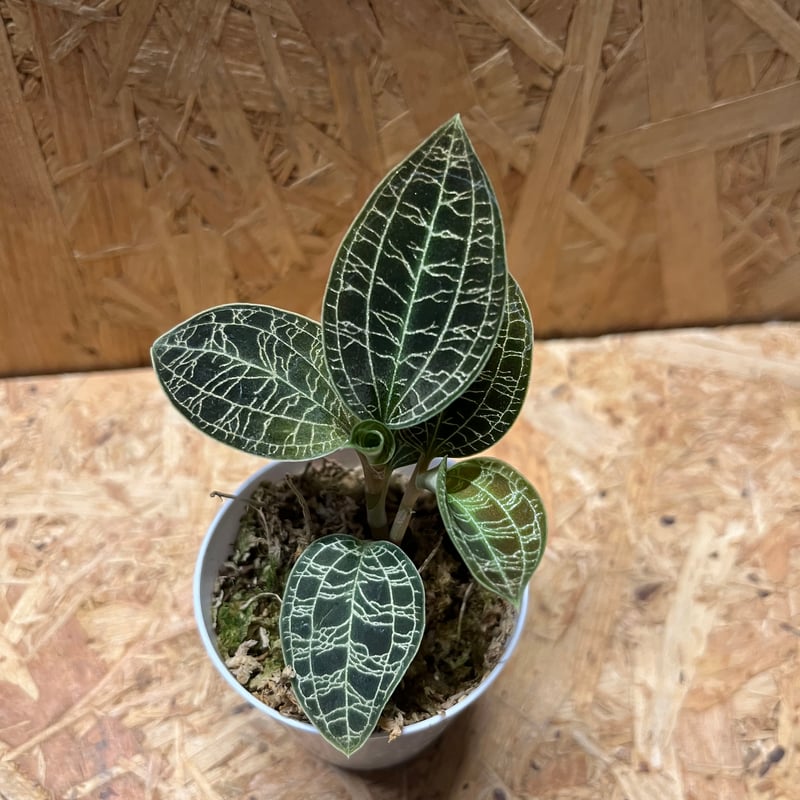 ジュエルオーキッド マコデスペトラ | GREEN LUCK