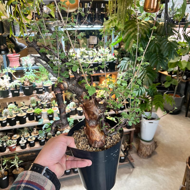 コミフォラ ボラネンシス | GREEN LUCK