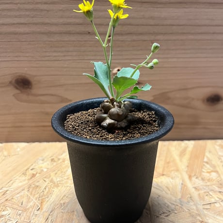 オトンナヘレー | STORES