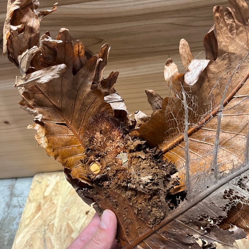 ドリナリア クエルシフォリア | GREEN LUCK