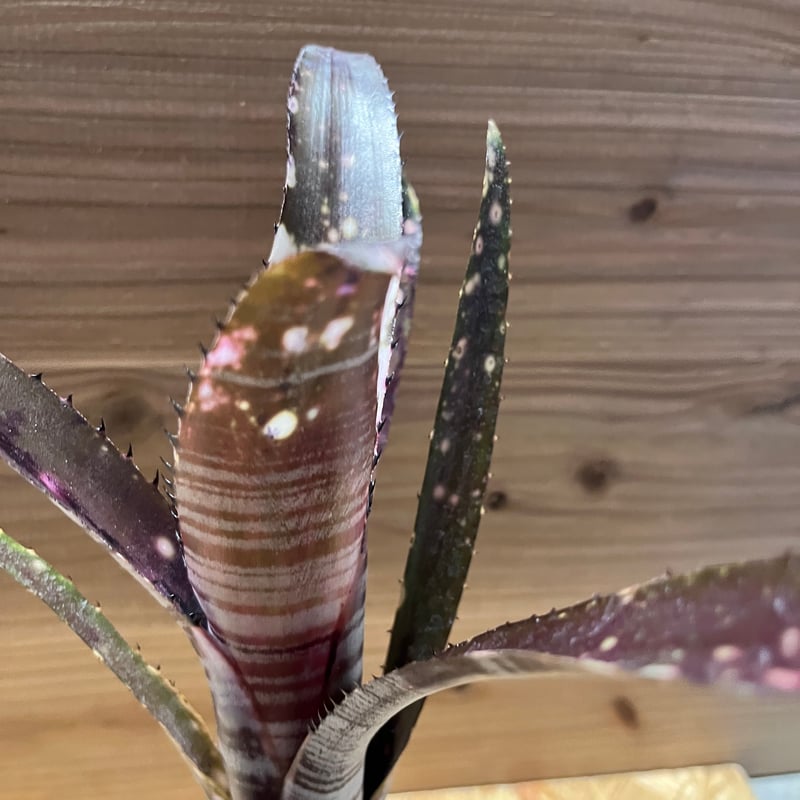 ビルベルギア ビルベルギア コラン ノックアウト「Billbergia Kolan Knockout