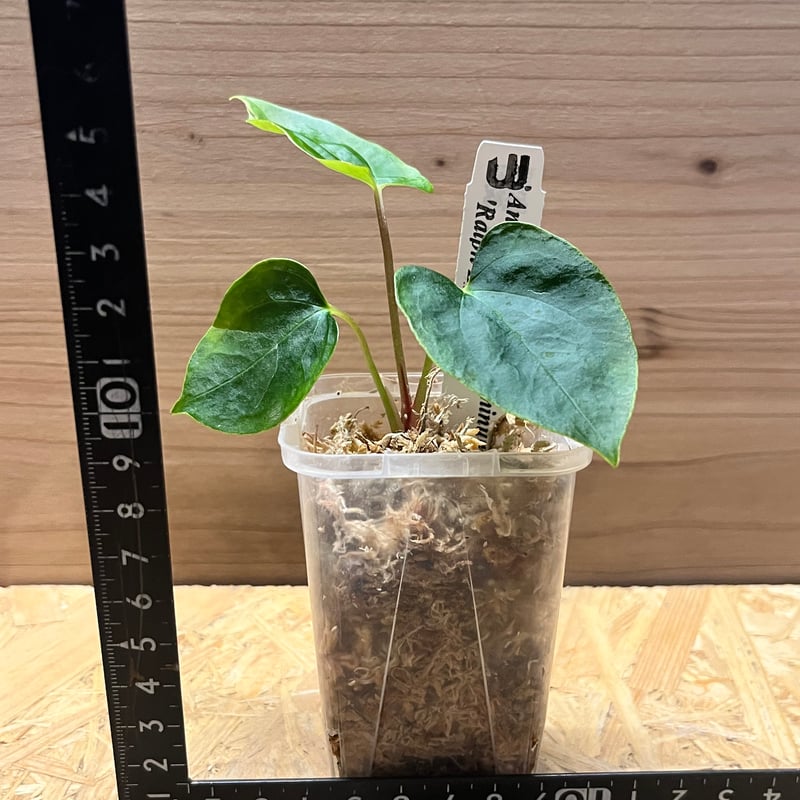 アンスリウム パピリラミナム ラルフライナム | GREEN LUCK