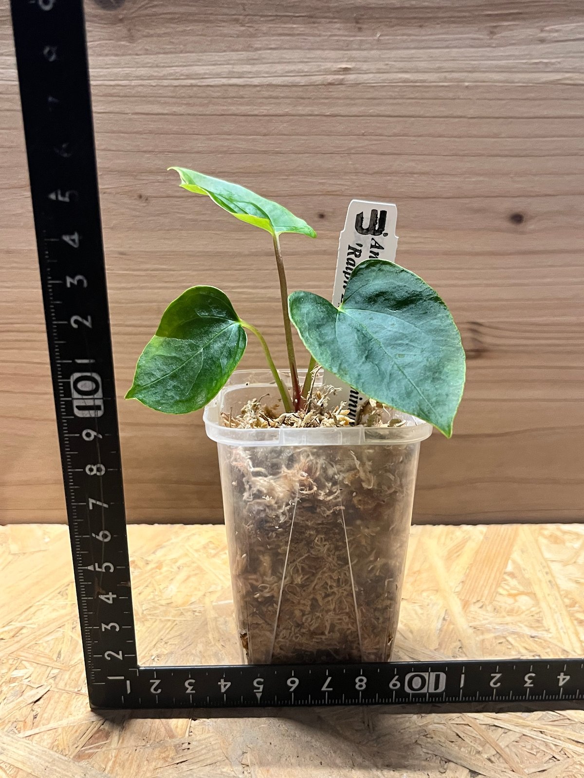 アンスリウム　パピリラミナム×RL il_1080xN.7116133012_1zkn.jpg