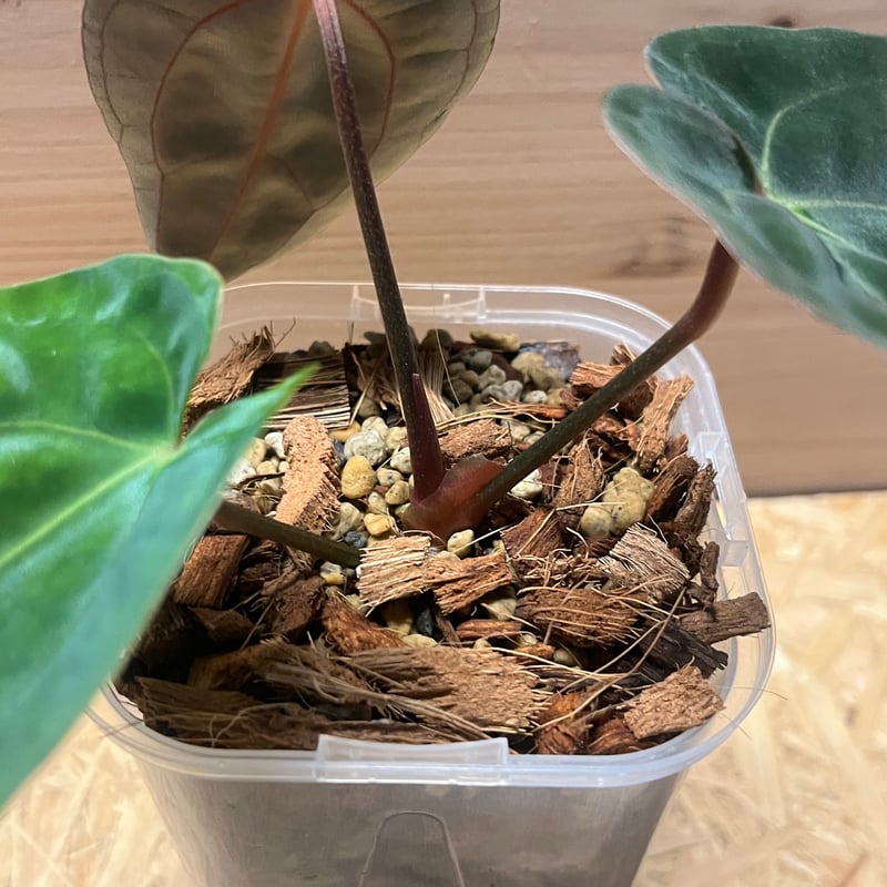 アンスリウム カーラブラッキー×パピリラミナム | GREEN LUCK