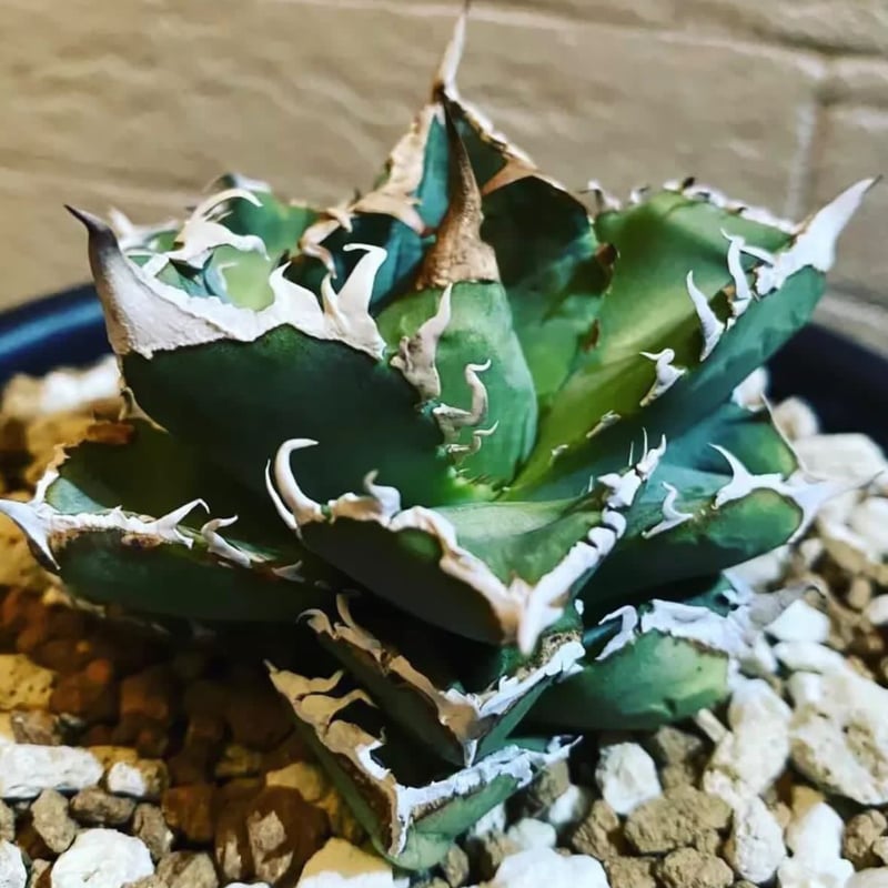 アガベ チタノタ 清櫻 | GREEN LUCK
