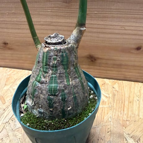 プセウドボンバックス　エリプティクム