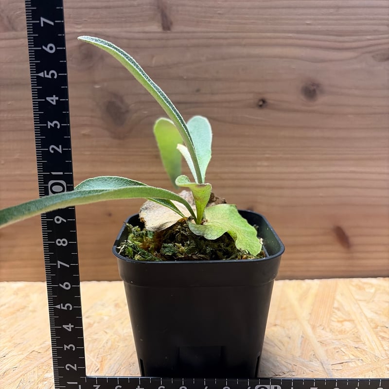 cyclura　ベイチー2株 ビカクシダ ベイチー Limited 2nd edition | GREEN LUCK