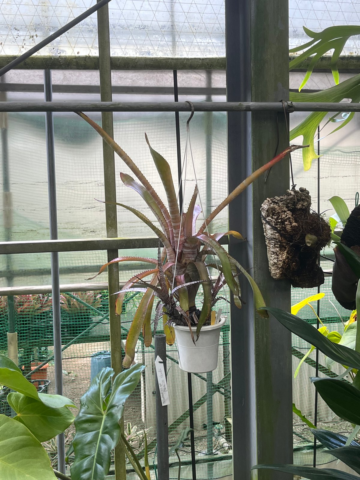 エクメア ヌディカウリス ルブラ？ | GREEN LUCK