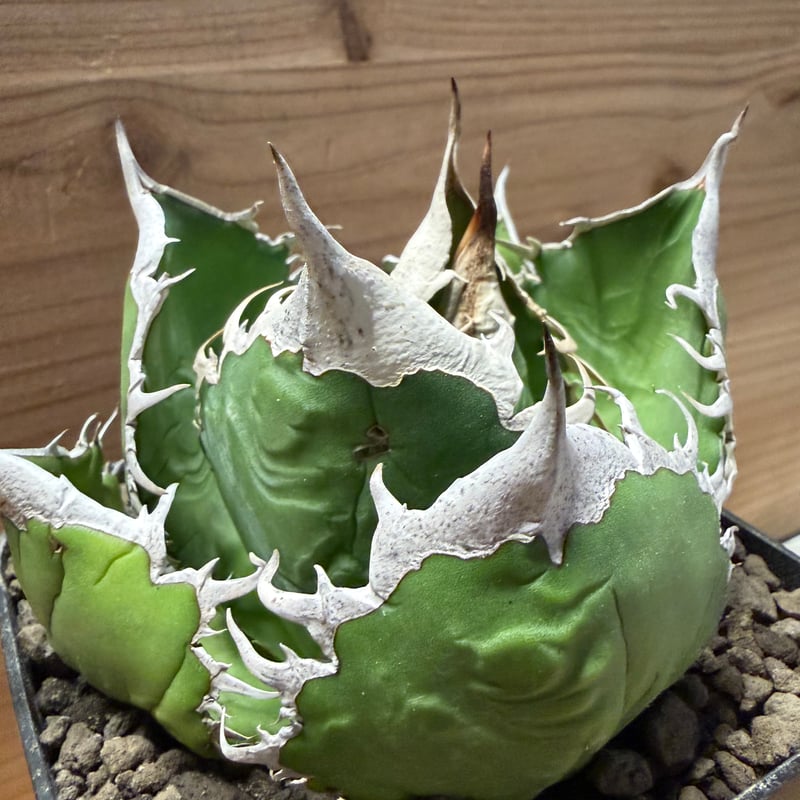 アガベ オテロイ オアハカ | GREEN LUCK