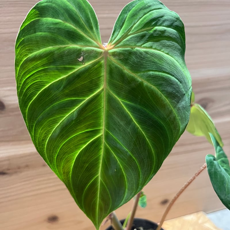 フィロデンドロン ベルコーサム J.C.L | GREEN LUCK