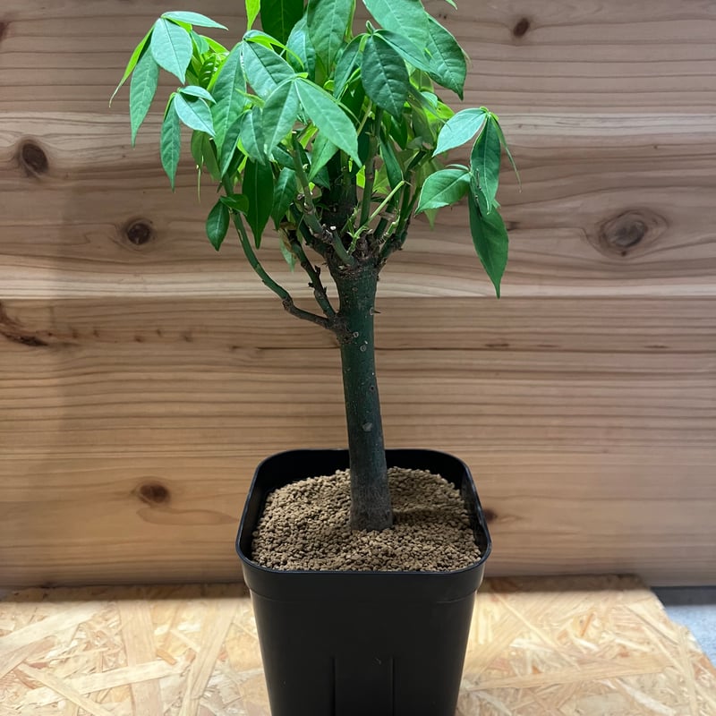 トックリキワタ パラボラッチョ | GREEN LUCK