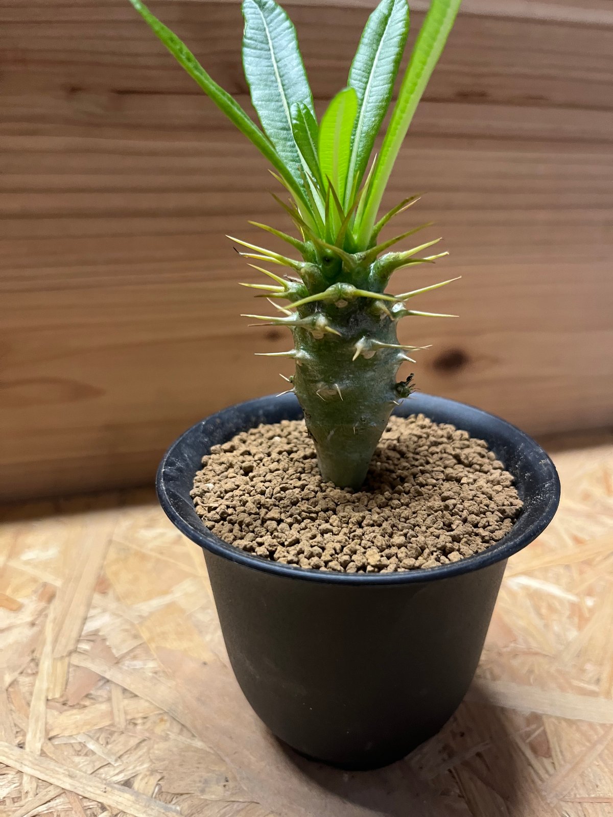 パキポディウム アンボンゲンセ | GREEN LUCK