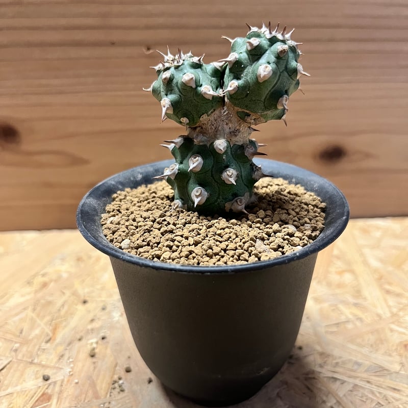 希少 Euphorbia cv.Tom ユーフォルビアcv.TOM ①多頭良型 ユーフォルビア cv.トム | GREEN LUCK