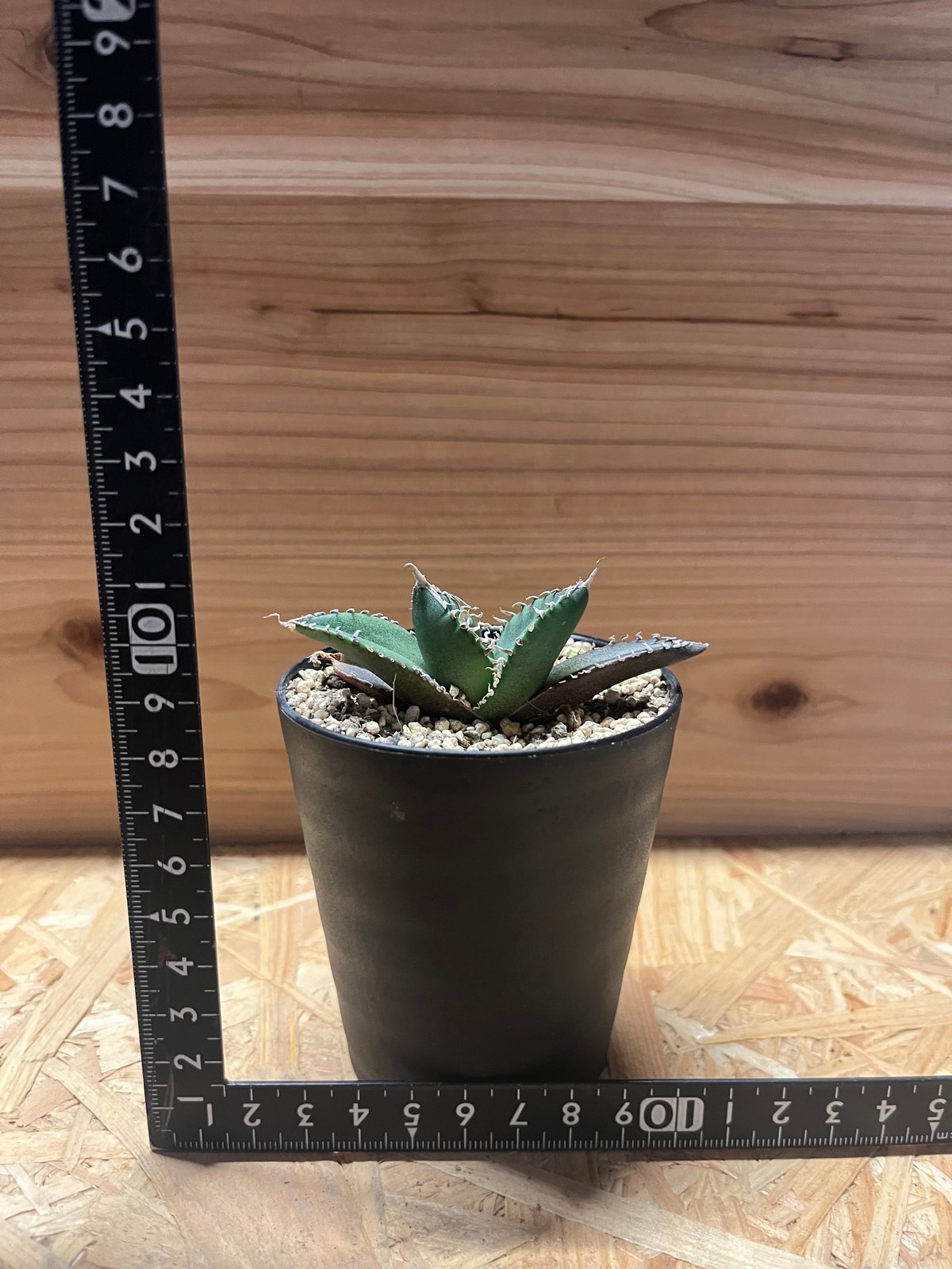 アガベ チタノタ 南アフリカダイヤモンド SAD メリクロン | GREEN LUCK